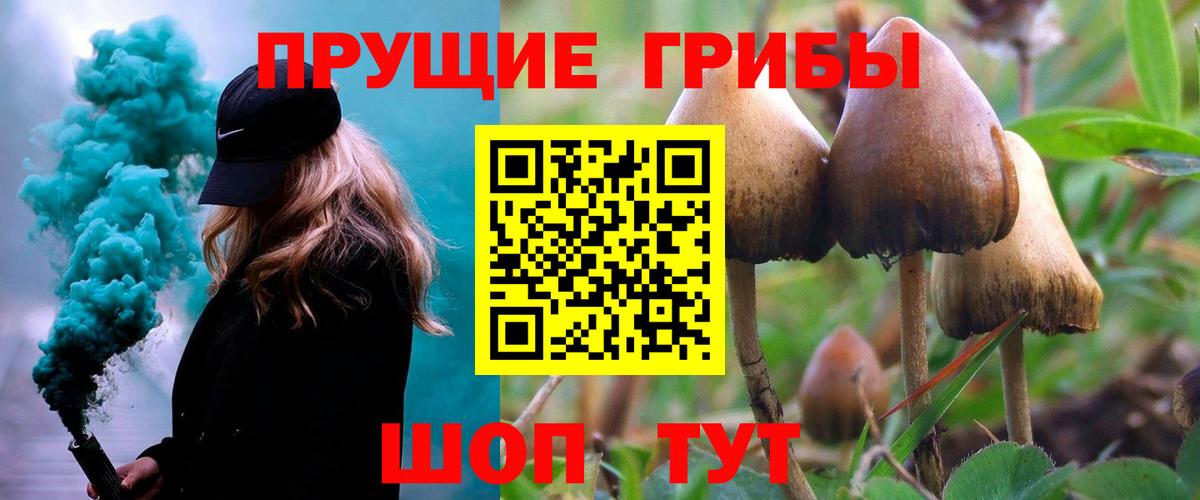 Галлюциногенные грибы Psilocybe Красноперекопск